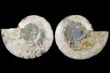 Agatized Ammonite Fossil - Madagascar #122412-1